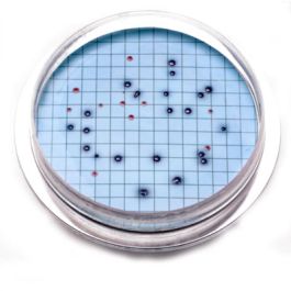 m-ColiBlue24 Prepared Agar Plates - Coliform & E. coli Petri Dishes