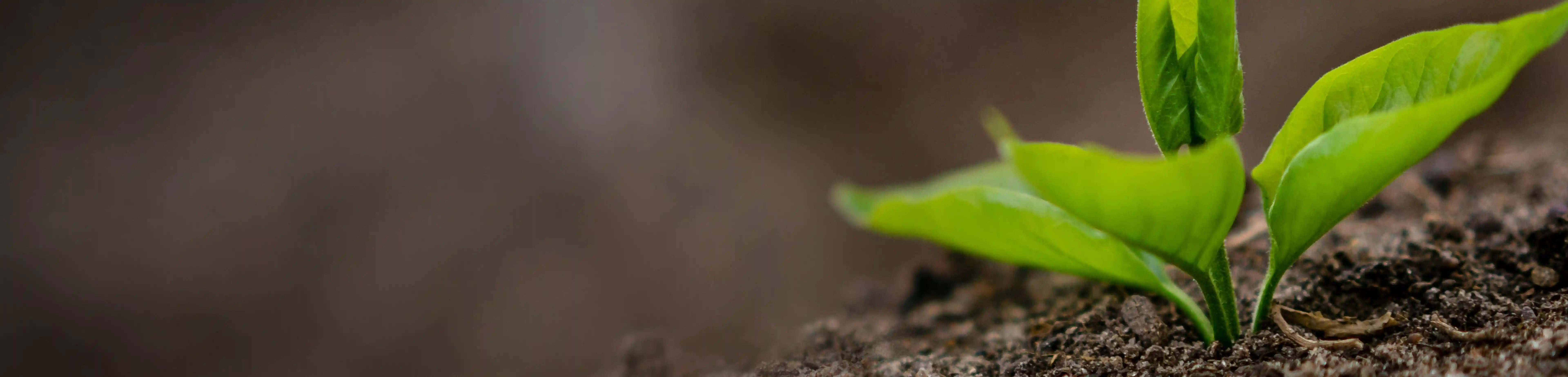 Soil